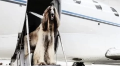 Câine într-un avion: cum să transporte și de ce este necesar pentru acest lucru